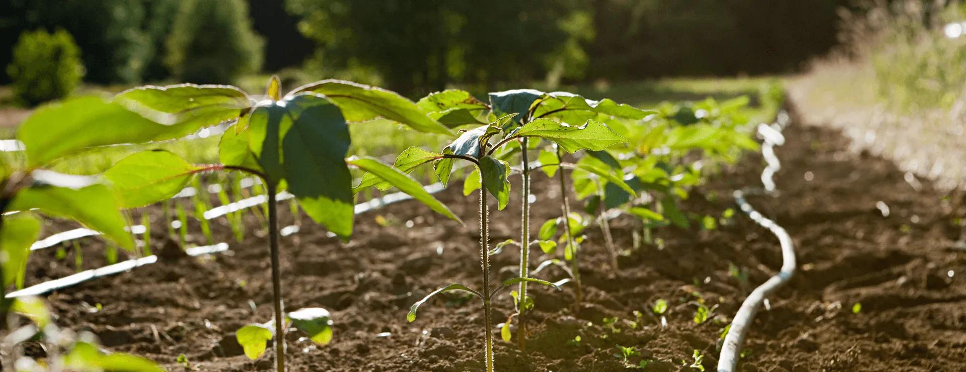 Set of plants growing